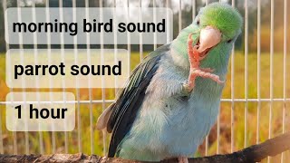 morning bird sound 1 hour - My bird chirps in the morning listen to nature sounds forpus parrot bird