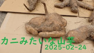 山芋収穫　2025