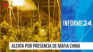 Alerta por presencia de mafia china en comuna rural | 24 Horas TVN Chile
