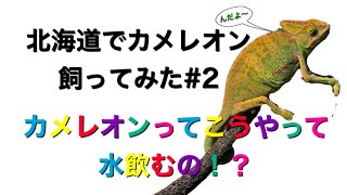 カメレオン自作給水器で飲ませてみた