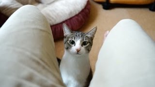 猫を呼ぶ方法 - How to call Ohagi the Cat -