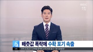 [대전MBC뉴스]충청권-배추 수확 포기