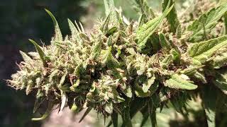 season 3 episode 18// 10/7/2023 Grape OG is definitely ripe! Organic outdoor marijuana!!