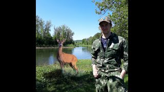 Пришли в лес, а там одни косули.