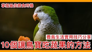 實用！10個讓鳥寶成功「吃蔬果」的方法？【鸚鵡小木屋】【10個鳥知識系列】