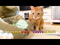 【評価】ニュートロ ナチュラルチョイス 穀物フリー サーモン 猫用の良いところ悪いところを解説