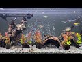 relaxing aquarium1106 熱帯魚50種混泳水槽 アクアリウム ディナータイム 4k