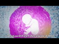 منداڵی بلوری ivf