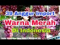 Jenis Anggur Import Warna Merah