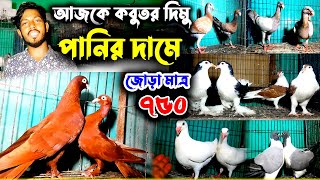 মাত্র ৭৫০ টাকা জোড়া কিনুন লাহোরি কবুতর | ড্যানিশ বিউটি সুকিং এক্সিবিশন সহ ৩০ জোড়া কবুতর পানির দামে