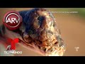 Descubren a una serpiente con tres ojos en la carretera | Al Rojo Vivo | Telemundo