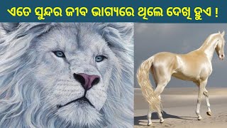 ଦୁନିଆର 5 ଟି ସବୁଠାରୁ ସୁନ୍ଦର ଜୀବ || 5 most beautiful animals in the World