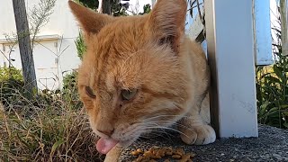 腹ペコな野良猫達にカリカリご飯をあげてみたら...Hungry stray cats eating karikari food！