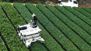 Nyu farm 茶摘みに向けて、春の整枝作業 Spring pruning work for tea picking  2021.4.11