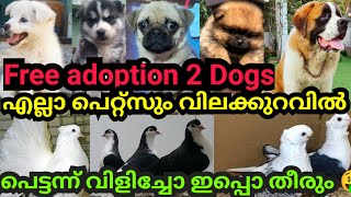 എല്ലാ പെറ്റ്സും വിലക്കുറവിൽ 🤑Free adoption 2 Dogs🔥പെട്ടന്ന് വിളിച്ചോ ഇപ്പൊ തീരും 🔥Hippy 250,satin250