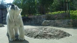 ポロロ（とくしま動物園）２１５４ おやつタイム