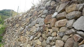 みかん畑の石積みを眺める / Looking at the stonework of the Mikan orchard