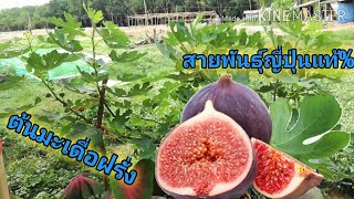 มะเดื่อฝรั่งหรือต้นฟิกส์ figs สายพันธุ์ญี่ปุ่น สวนหนวดน้อย เกษตรอินดี้