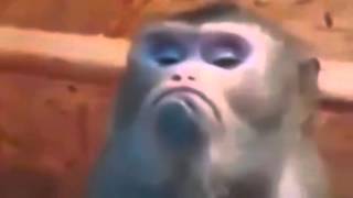 New Funny Video 2015: Angry Monkey Face