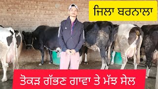 98789,83299 ਤੋਕੜ ਗੱਭਣ ਗਾਵਾ ਤੇ ਤੋਕੜ ਗੱਭਣ ਮੱਝ ਵਿਕਾਊ #cow # 🐄🐃👈👌💯🙏🙏🙏🙏🙏🙏