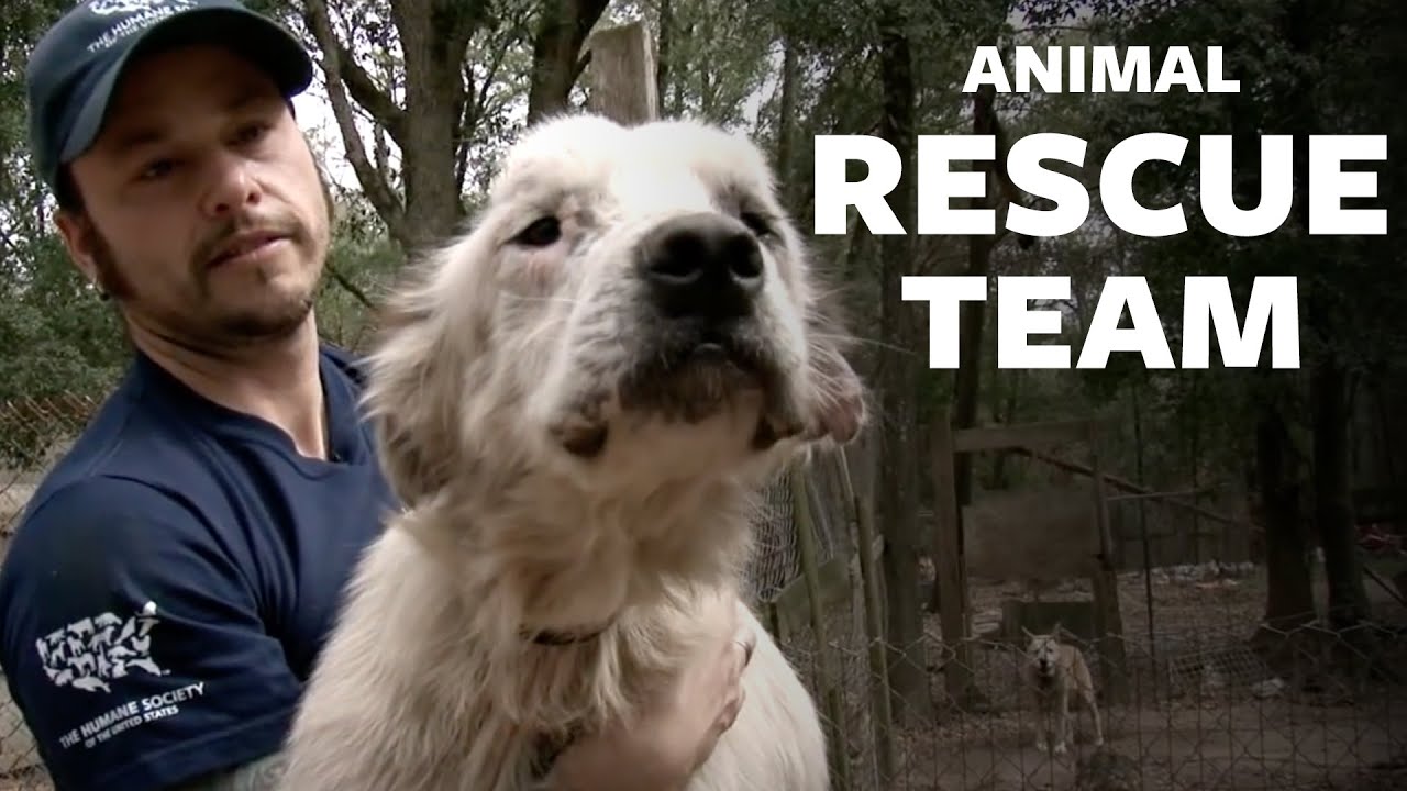 HSUS: Animal Rescue Team - YouTube