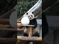 2.12.愿大家開心快樂每一天！💖🐼渝可渝愛 大熊貓 cute panda short