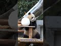 2.12.愿大家開心快樂每一天！💖🐼渝可渝愛 大熊貓 cute panda short