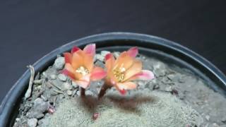 rebutia sunrise