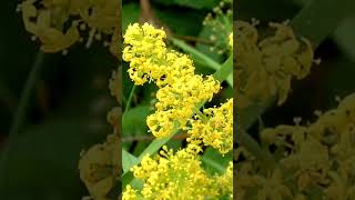 Midsummer 🌞 lady's bedstraw 🌞 sânziene 🌞