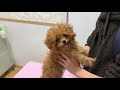 【toy poodle】子犬トイプードル　３回目のワクチン頑張って！！