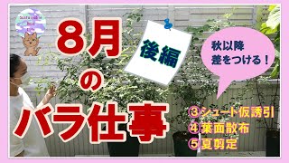 【８月のバラ仕事】後編　秋以降に差をつける！③シュート仮誘引、④葉面散布、⑤夏剪定