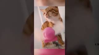 #funnyanimals #foryou #funnyshorts #memes #funnycats  #LL