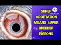 Super adoptation circle means super breeder pigeon |pigeons paradise Kashmir