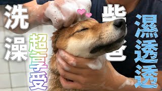 柴犬洗澡囉！你享受我濕透！！｜柴犬VLOG【米修與歐歐】