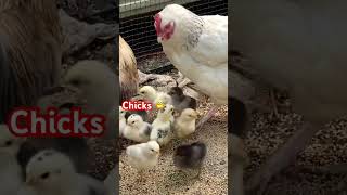 Sweet rooster and hen with baby chicks