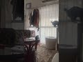 外に出たい子猫 ブン太　 猫のいる暮らし 猫 猫動画 鍵しっぽ cat cats