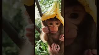 قرد جميل lovely monkey #trending  #shorts #cute #pet #reels #shots #viral #like