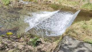 🌸満開🌸観音寺川の桜並木とせせらぎ🌸福島県耶麻郡猪苗代町🌸２０２３年４月１３日🌸　　　　　　　　　　　　#桜 #cherryblossom #満開 #癒やし  #風景