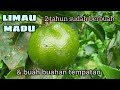 Limau madu 2 tahun sudah berbuah dan buah buahan tempatan