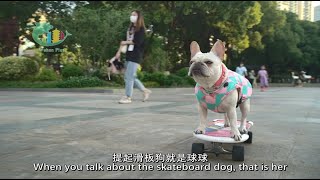 Qiuqiu: The first skateboard dog in Wuhan