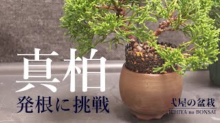 Does Chinese juniper take root without layering?