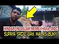 pantangan yang perlu dihindari dalam memelihara srdc supaya tidak malas bunyi