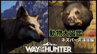 [Way Of The Hunter]動物大図鑑ネズパース編[ウェイオブザハンター]動物の暮らしを観察してみた。[PS5]