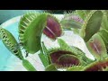 【驚き】 ハエトリソウの捕虫の瞬間 食虫植物 carnivorous plants venus flytrap dionaea muscipula