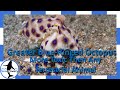 Venomous Greater Blue-Ringed octopus (Hapalochlaena lunulata)