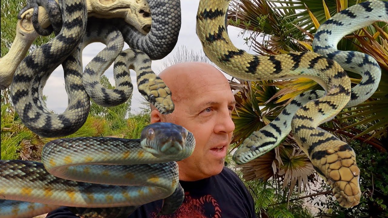 Masterclass Scrub Pythons Youtube