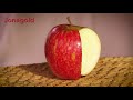 new england jonagold apple