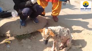 rescue of  Herpes suffering Dog by Navajeevan paropakar samaj | Kausaltar Nepal