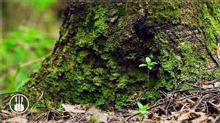 Spring Forest Sounds and Relaxing Bird Singing for a Long Sleep - 8 hours