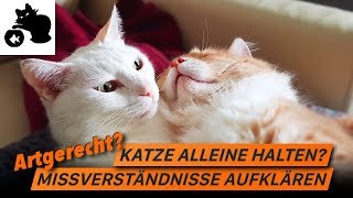 🔥Katzenhaltung | wieviele Katzen - was ist artgerecht? | Katze alleine halten? Einzelhaltung?